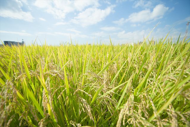 雑穀米の通販は四国阿波徳島の暮らしを伝える「山のくらし里のくらし」